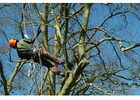 Tree Removal Wentworth Falls