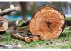 Stump Removal Sydney